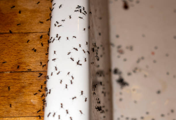 Wasp Removal Services in Burke Centre, VA